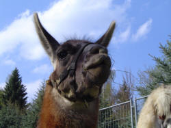 Bernd