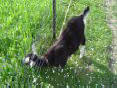 Frieda