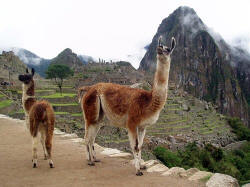 Lamas