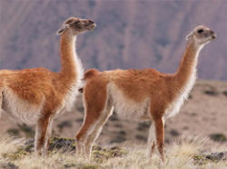 Vikunjas
